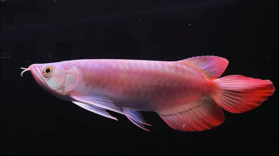 Z280 ，大湖魚大扇尾  27-28公