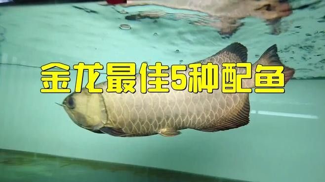 金龍魚最佳混養魚 金龍魚最佳混養魚 觀賞魚百科 第2張