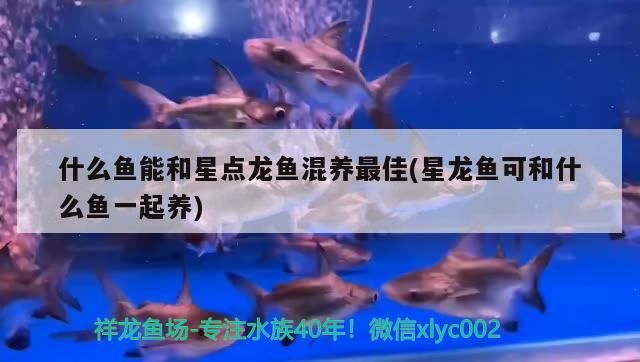 什么魚能和星點龍魚混養(yǎng)最佳(星龍魚可和什么魚一起養(yǎng))