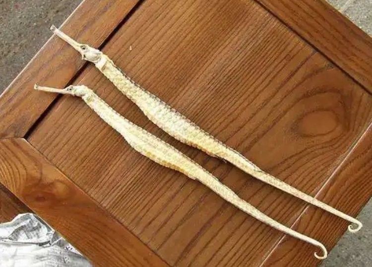 海龍魚干的作用和禁忌 海龍魚干的作用和禁忌 觀賞魚百科 第7張