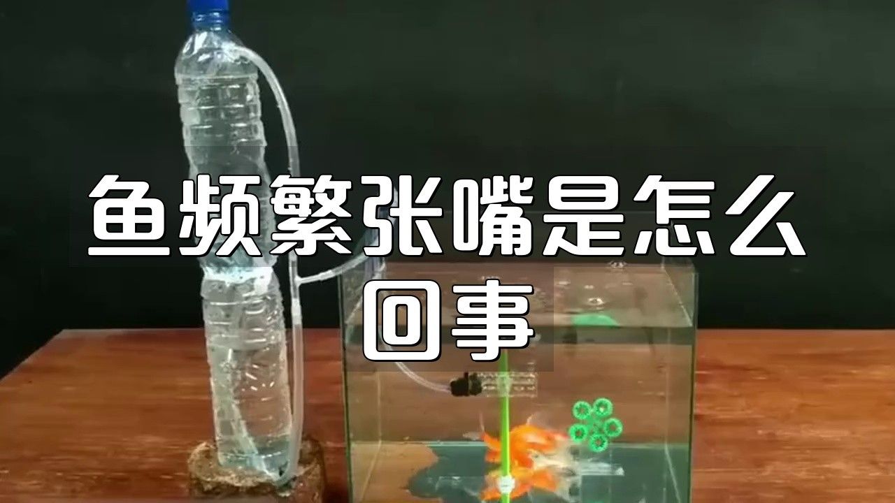 龍魚微張嘴最簡單三個步驟