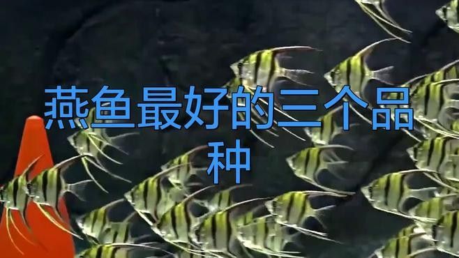 燕魚品種以及價格