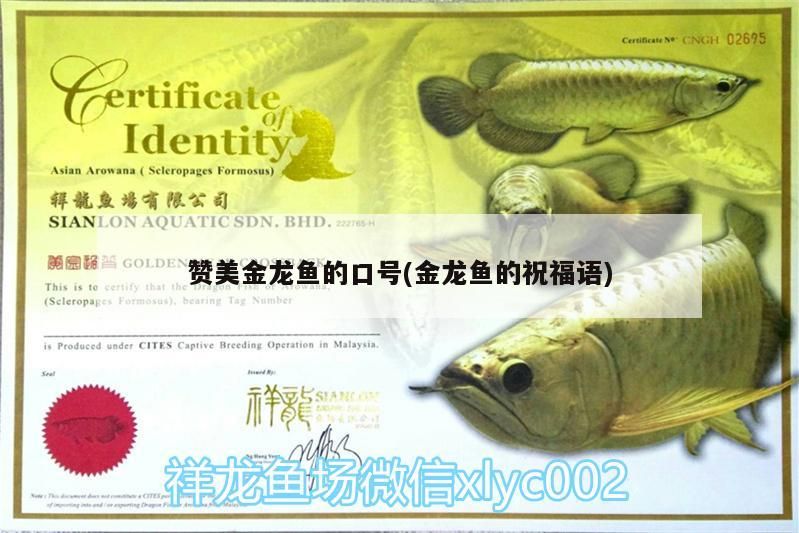 青龍魚 贊美金龍魚的口號(金龍魚的祝福語) 觀賞魚百科 贊美金龍魚的口號(金龍魚的祝福語) 贊美金龍魚的口號(金龍魚的祝福語) 觀賞魚百科