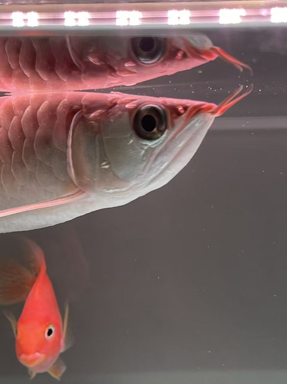 各位魚友，這是打架受傷發炎還是什么病呢？ 各位魚友，這是打架受傷發炎還是什么病呢？ 龍魚論壇 第4張