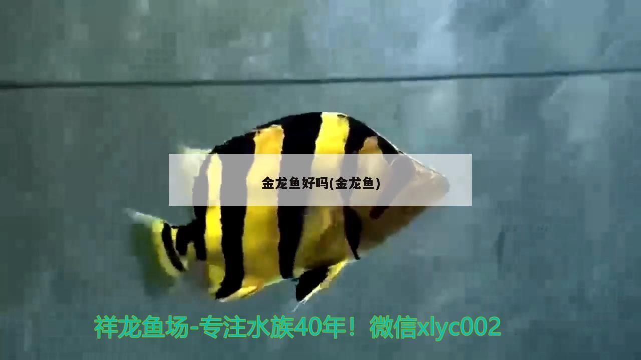 金龍魚好嗎(金龍魚)