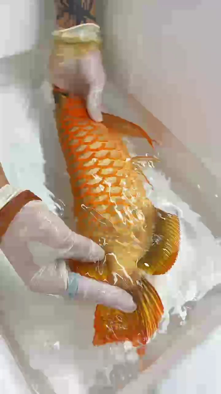 麻醉出來看下白燈下超冠F2的發色吧?? 背部通體發色?肚皮自然紅,老血統的紅龍魚發起色來~真是一發不可收拾!哈哈哈?? #萬隆天王紅龍 #龍魚 #紅龍 #觀賞魚 #養魚日記 麻醉出來看下白燈下超冠F2的發色吧?? 背部通體發色?肚皮自然紅,老血統的紅龍魚發起色來~真是一發不可收拾!哈哈哈?? #萬隆天王紅龍 #龍魚 #紅龍 #觀賞魚 #養魚日記