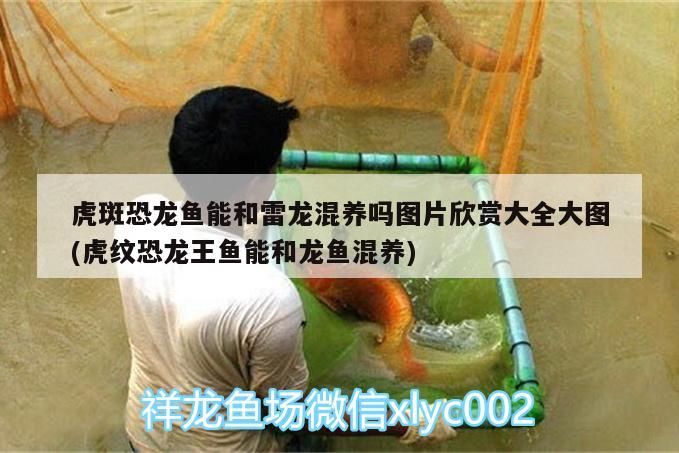 虎斑恐龍魚能和雷龍混養嗎圖片欣賞大全大圖(虎紋恐龍王魚能和龍魚混養)