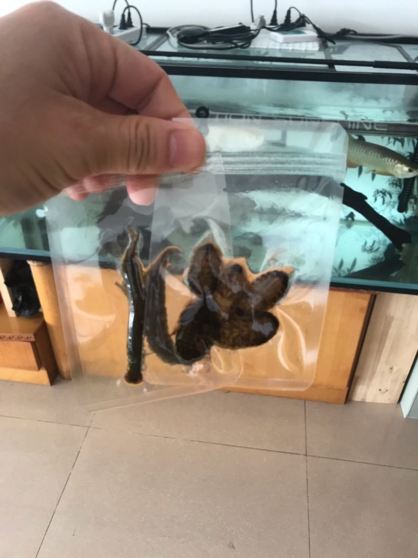 周末加菜龍魚圈 周末加菜龍魚圈 觀賞魚百科