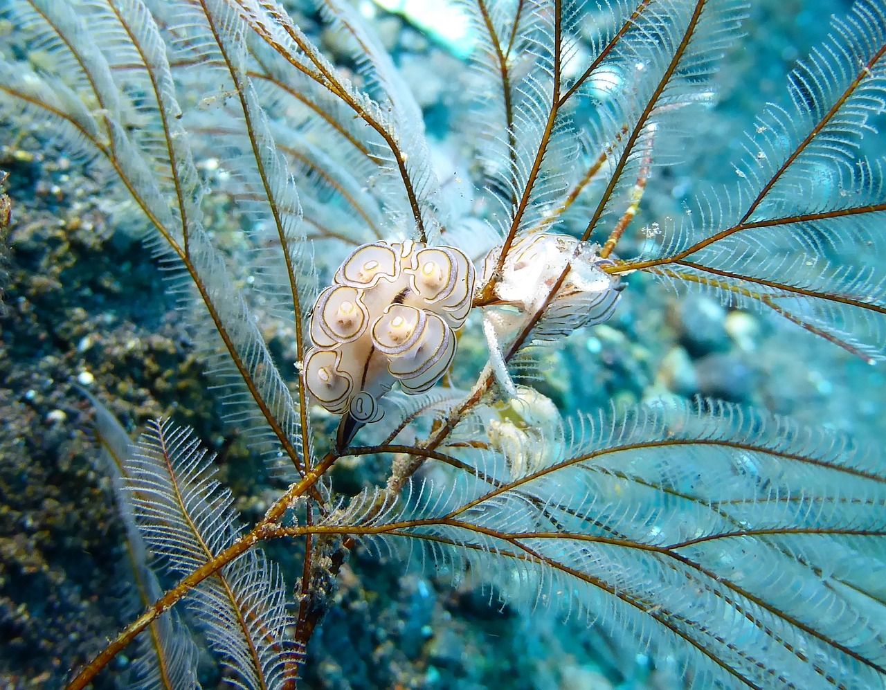 馬來西亞金龍魚場，馬來西亞金龍魚養殖場 馬來西亞金龍魚場，馬來西亞金龍魚養殖場 觀賞魚百科
