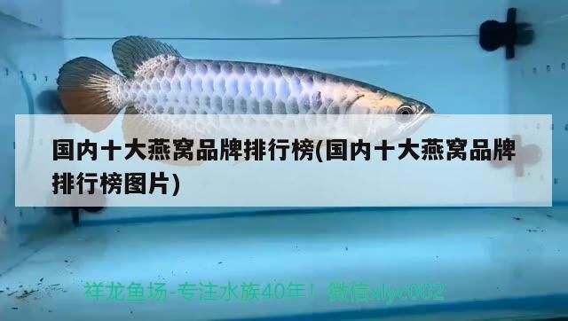 國內十大燕窩品牌排行榜(國內十大燕窩品牌排行榜圖片) 國內十大燕窩品牌排行榜(國內十大燕窩品牌排行榜圖片) 觀賞魚百科 第2張