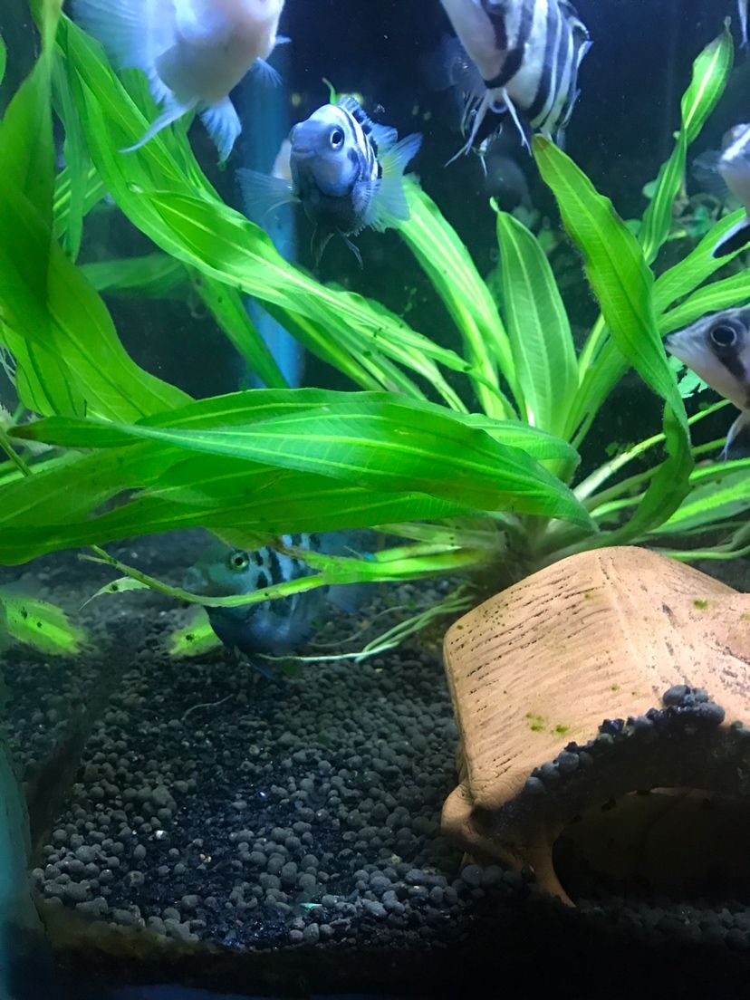 咸陽哪里有賣魚缸的（ 咸陽哪里有賣魚缸的地方）