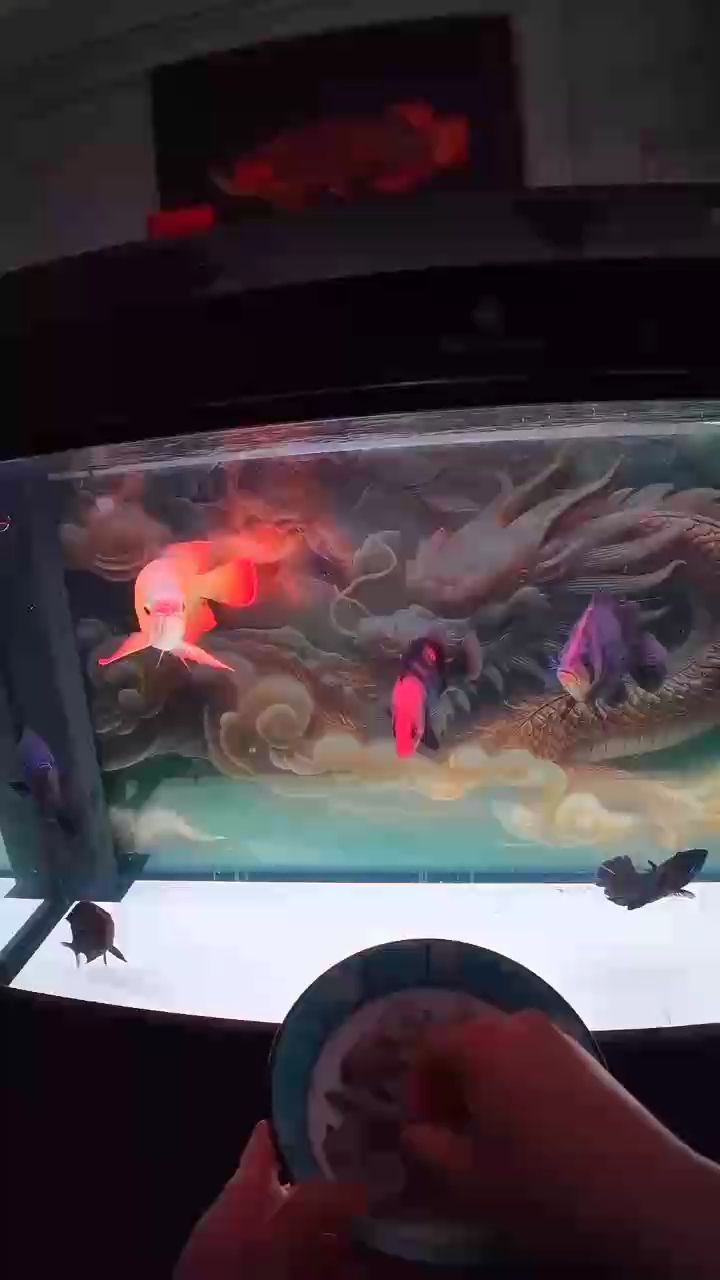 變化挺大 變化挺大 龍魚論壇