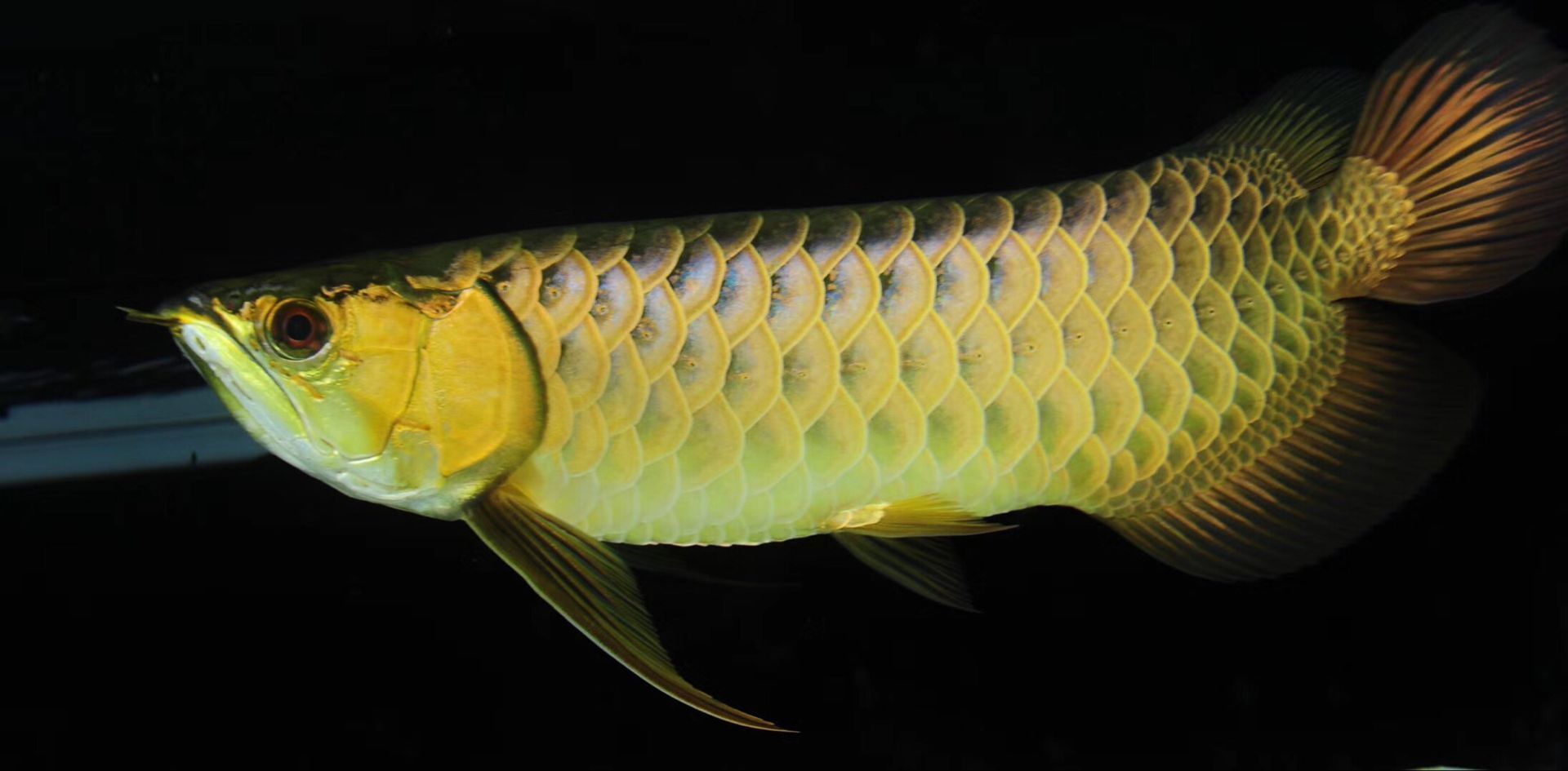 過背金龍魚 龍魚要多少錢一條?天成龍魚的價格貴不貴? 觀賞魚百科 龍魚要多少錢一條?天成龍魚的價格貴不貴? 龍魚要多少錢一條?天成龍魚的價格貴不貴? 觀賞魚百科