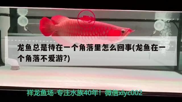 魚(yú)缸過(guò)濾器選購(gòu)指南:自制魚(yú)缸過(guò)濾器魚(yú)缸上置過(guò)濾器對(duì)于養(yǎng)魚(yú)愛(ài)好者的必備知識(shí) 龍魚(yú)總是待在一個(gè)角落里怎么回事(龍魚(yú)在一個(gè)角落不愛(ài)游?) 觀賞魚(yú)百科 龍魚(yú)總是待在一個(gè)角落里怎么回事(龍魚(yú)在一個(gè)角落不愛(ài)游?) 龍魚(yú)總是待在一個(gè)角落里怎么回事(龍魚(yú)在一個(gè)角落不愛(ài)游?) 觀賞魚(yú)百科