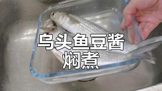 天元魚烏頭魚 天元魚烏頭魚 觀賞魚百科 第2張