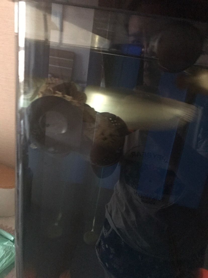 龍三 龍三 觀賞魚百科 第3張