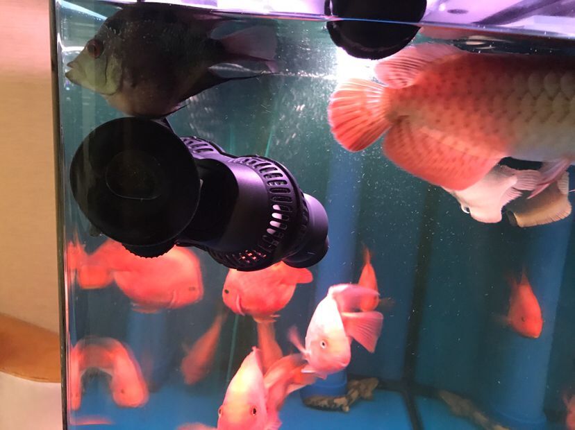龍三 龍三 觀賞魚百科 第4張