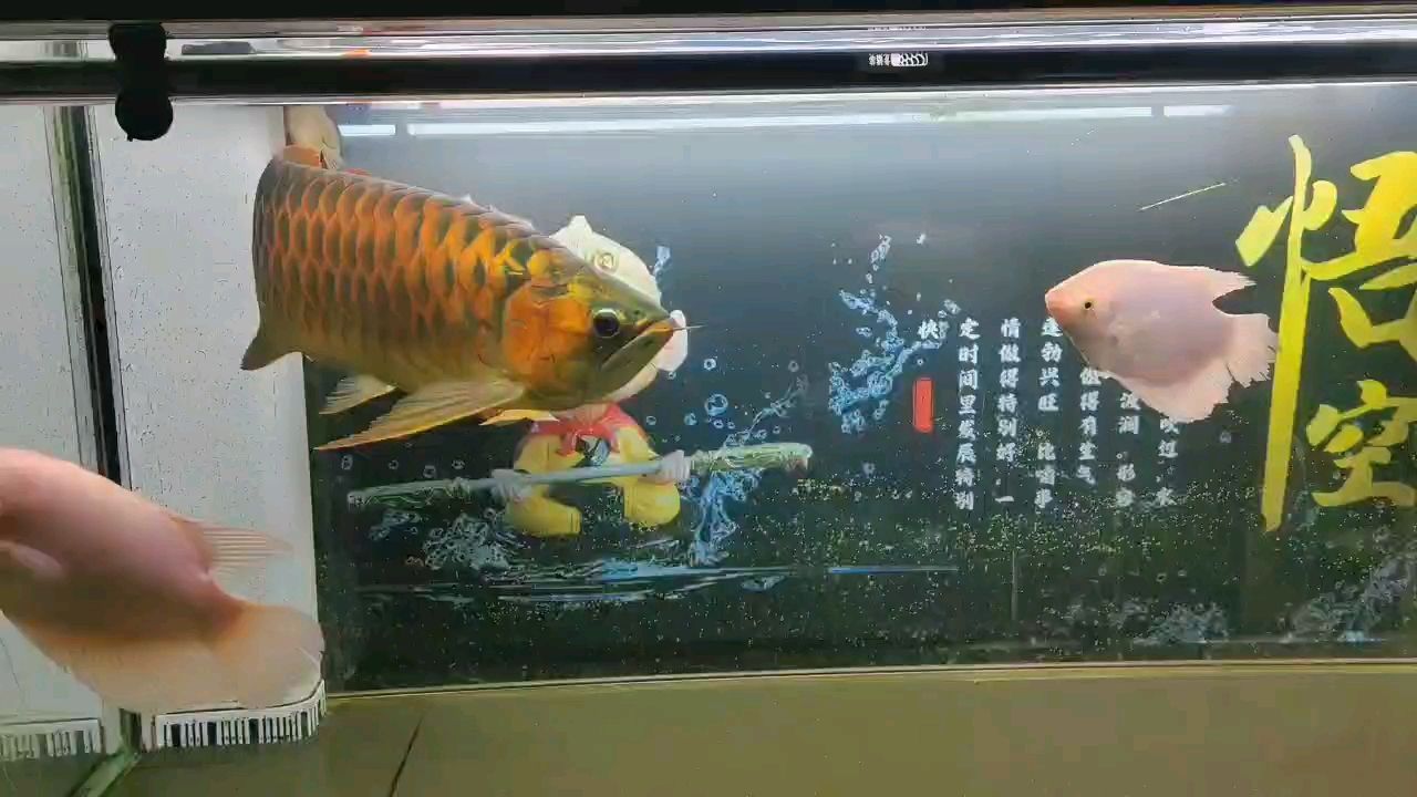 五年六個月 五年六個月 龍魚論壇