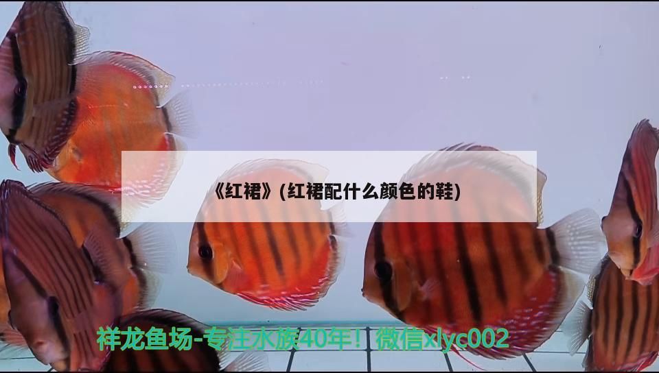 我的虎魚真菌感染了要怎么處理 《紅裙》(紅裙配什么顏色的鞋) 觀賞魚百科 《紅裙》(紅裙配什么顏色的鞋) 《紅裙》(紅裙配什么顏色的鞋) 觀賞魚百科
