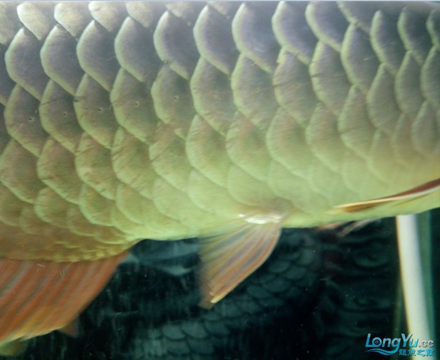 商丘觀賞魚(yú)市場(chǎng)龍魚(yú)吃食正常為什么鱗片會(huì)劃了蹭缸是內(nèi)寄還外寄