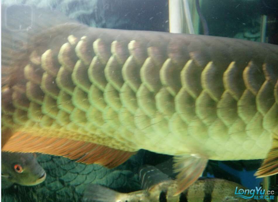 商丘觀賞魚(yú)市場(chǎng)龍魚(yú)吃食正常為什么鱗片會(huì)劃了蹭缸是內(nèi)寄還外寄