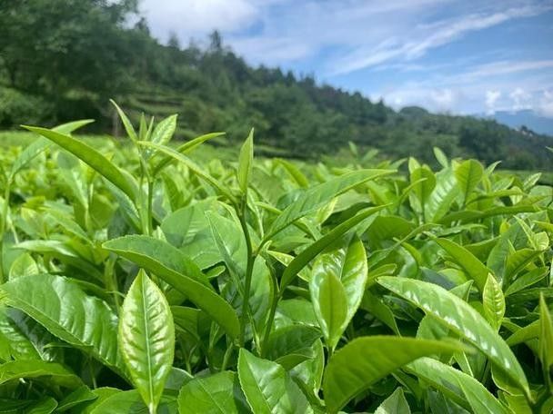 回龍茶一級(jí)德宏