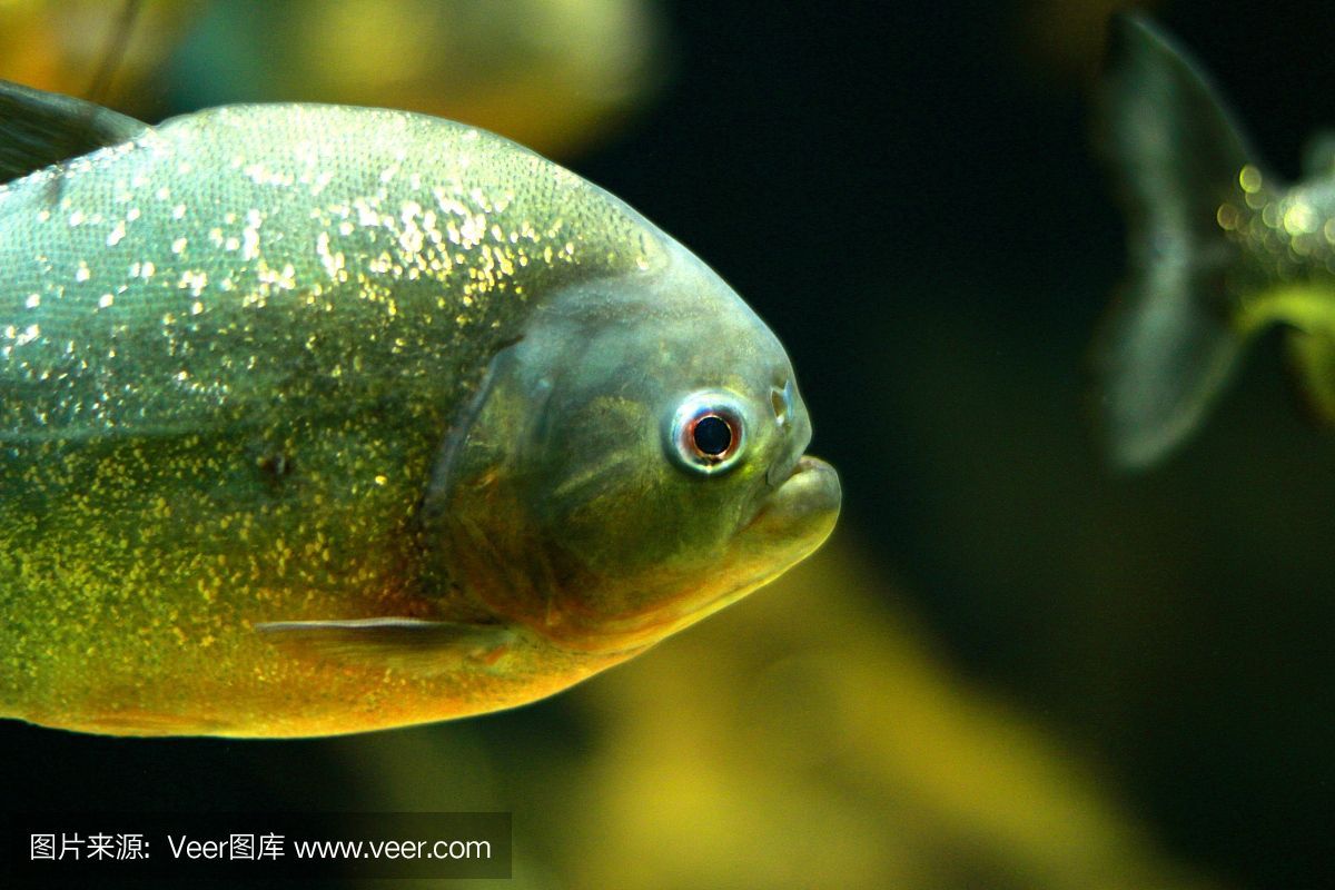 虎魚眼睛內(nèi)白色的眼珠發(fā)黃正常嗎：虎魚的眼睛內(nèi)白色的眼珠發(fā)黃正常嗎 虎魚眼睛內(nèi)白色的眼珠發(fā)黃正常嗎：虎魚的眼睛內(nèi)白色的眼珠發(fā)黃正常嗎 觀賞魚百科 第3張