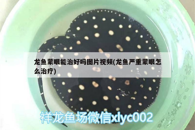 龍魚蒙眼能治好嗎圖片視頻(龍魚嚴重蒙眼怎么治療) 龍魚蒙眼能治好嗎圖片視頻(龍魚嚴重蒙眼怎么治療) 觀賞魚百科