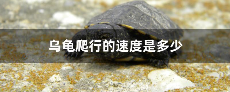 溧陽哪有魚缸賣呀多少錢一斤（臨汾路裝修）
