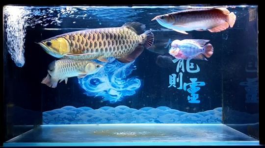 溧陽哪有魚缸賣呀多少錢一斤（臨汾路裝修）