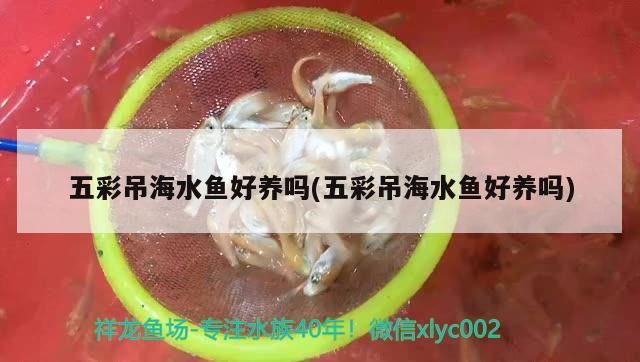 五彩吊海水魚好養嗎(五彩吊海水魚好養嗎) 五彩吊海水魚好養嗎(五彩吊海水魚好養嗎) 觀賞魚百科