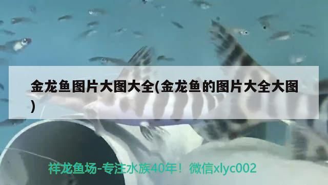 金龍魚圖片大圖大全(金龍魚的圖片大全大圖)