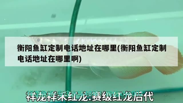 衡陽魚缸定制電話地址在哪里(衡陽魚缸定制電話地址在哪里啊)