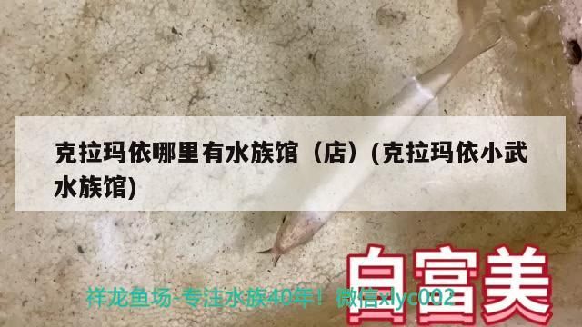 給大魚缸換水的頻率是固定的,而是需要根據多種因素來確定:給大魚缸換水的頻率不是固定的,而是需要根據多種因素來確定 克拉瑪依哪里有水族館(店)(克拉瑪依小武水族館) 觀賞魚百科 克拉瑪依哪里有水族館(店)(克拉瑪依小武水族館) 克拉瑪依哪里有水族館(店)(克拉瑪依小武水族館) 觀賞魚百科