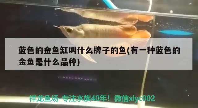 魚(yú)缸過(guò)濾器選購(gòu)指南:自制魚(yú)缸過(guò)濾器魚(yú)缸上置過(guò)濾器對(duì)于養(yǎng)魚(yú)愛(ài)好者的必備知識(shí) 藍(lán)色的金魚(yú)缸叫什么牌子的魚(yú)(有一種藍(lán)色的金魚(yú)是什么品種) 觀賞魚(yú)百科 藍(lán)色的金魚(yú)缸叫什么牌子的魚(yú)(有一種藍(lán)色的金魚(yú)是什么品種) 藍(lán)色的金魚(yú)缸叫什么牌子的魚(yú)(有一種藍(lán)色的金魚(yú)是什么品種) 觀賞魚(yú)百科