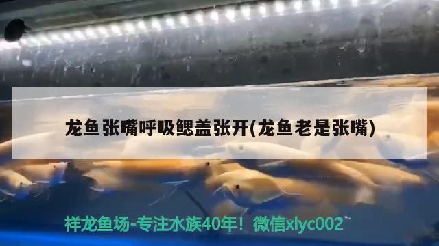 龍魚張嘴呼吸鰓蓋張開(龍魚老是張嘴)