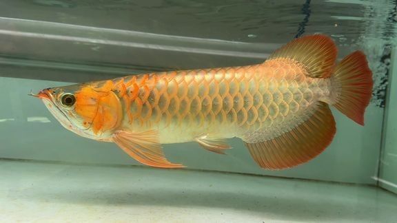 赤元素是日本品牌嗎 赤元素是日本品牌嗎 觀賞魚百科 第3張
