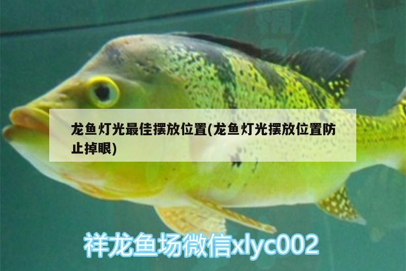 龍魚燈光最佳擺放位置(龍魚燈光擺放位置防止掉眼)