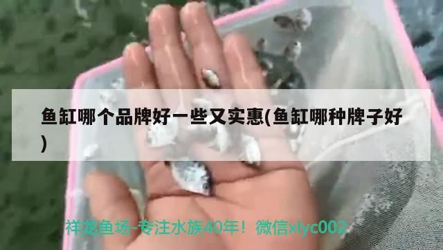 魚缸哪個品牌好一些又實(shí)惠(魚缸哪種牌子好)