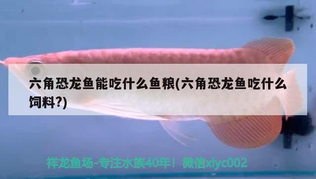 印度尼西亞紅龍魚價格 六角恐龍魚能吃什么魚糧(六角恐龍魚吃什么飼料?) 觀賞魚百科 六角恐龍魚能吃什么魚糧(六角恐龍魚吃什么飼料?) 六角恐龍魚能吃什么魚糧(六角恐龍魚吃什么飼料?) 觀賞魚百科