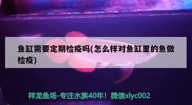 魚缸需要定期檢疫嗎(怎么樣對魚缸里的魚做檢疫) 魚缸需要定期檢疫嗎(怎么樣對魚缸里的魚做檢疫) 觀賞魚百科 第1張