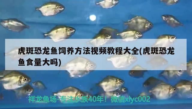 魚缸需要定期檢疫嗎(怎么樣對魚缸里的魚做檢疫) 魚缸需要定期檢疫嗎(怎么樣對魚缸里的魚做檢疫) 觀賞魚百科 第3張