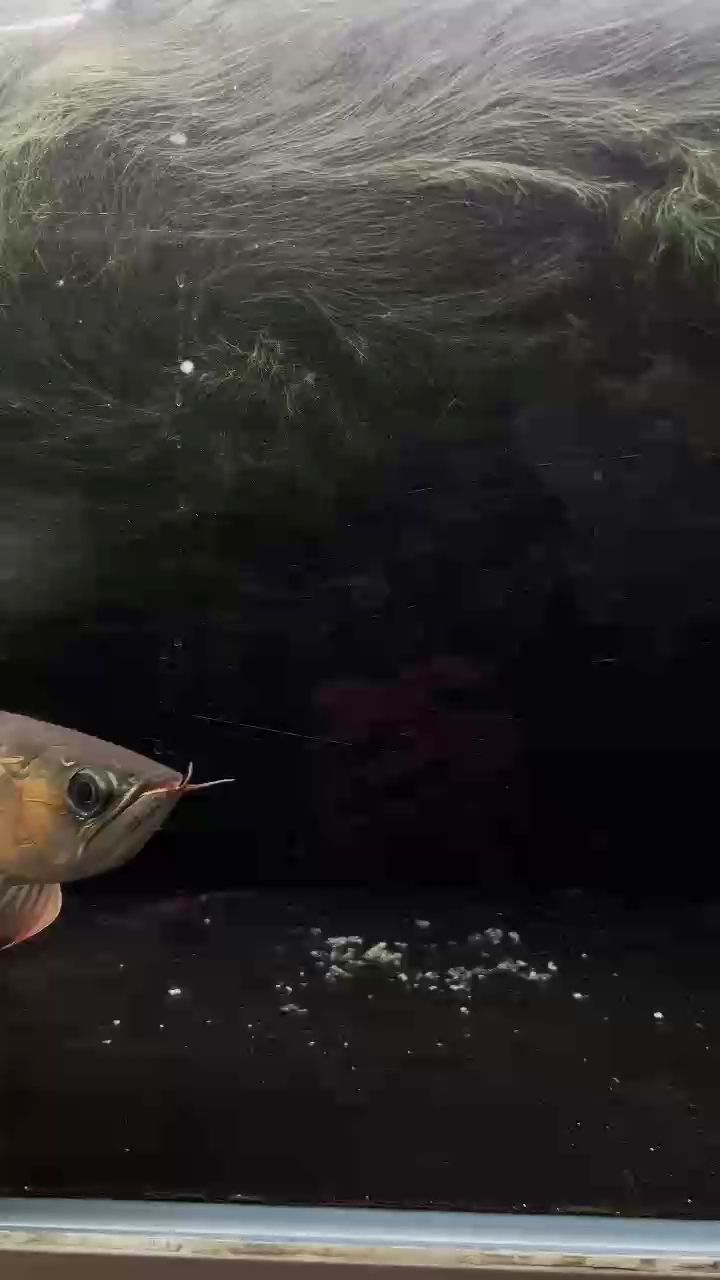 我養了一條魚