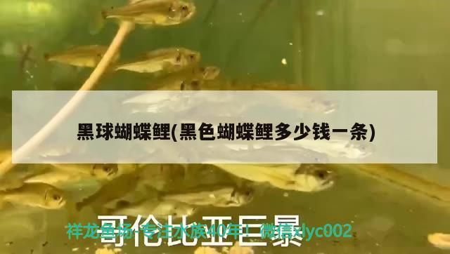 魚缸用增氧泵價格是多少:魚缸增氧機-xtrac增氧機-xtrac增氧機 黑球蝴蝶鯉(黑色蝴蝶鯉多少錢一條) 觀賞魚百科 黑球蝴蝶鯉(黑色蝴蝶鯉多少錢一條) 黑球蝴蝶鯉(黑色蝴蝶鯉多少錢一條) 觀賞魚百科
