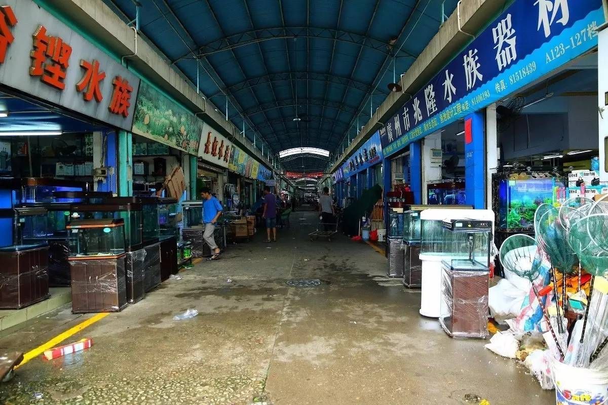 廣州最大水族批發市場在哪兒：廣州最大水族批發市場 廣州最大水族批發市場在哪兒：廣州最大水族批發市場 觀賞魚百科 第1張