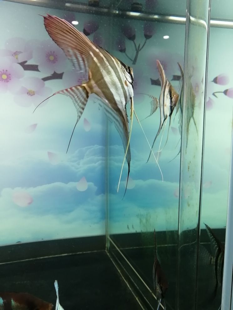 高級魚缸價格多少合適（ 高端魚缸有哪些牌子）