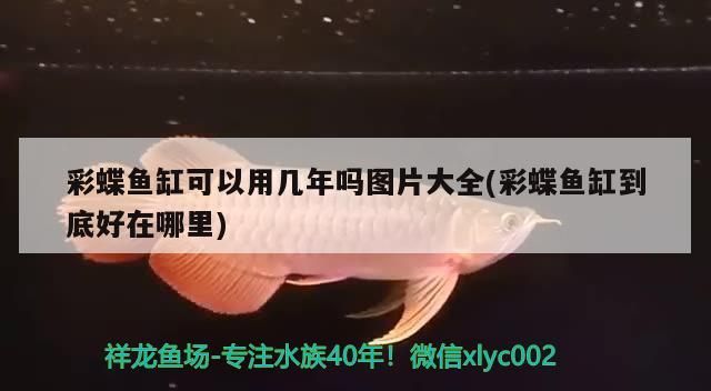 石斑恐龍魚可以混養什么魚好,恐龍魚能混養哪些魚類,恐龍魚可以和什么魚混養 觀賞魚百科 第3張 石斑恐龍魚可以混養什么魚好,恐龍魚能混養哪些魚類,恐龍魚可以和什么魚混養 石斑恐龍魚可以混養什么魚好,恐龍魚能混養哪些魚類,恐龍魚可以和什么魚混養 觀賞魚百科 第3張