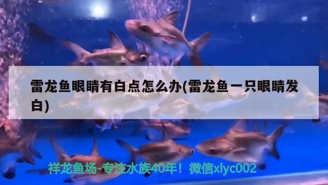 魚(yú)缸用增氧泵價(jià)格是多少:魚(yú)缸增氧機(jī)-xtrac增氧機(jī)-xtrac增氧機(jī) 雷龍魚(yú)眼睛有白點(diǎn)怎么辦(雷龍魚(yú)一只眼睛發(fā)白) 觀賞魚(yú)百科 雷龍魚(yú)眼睛有白點(diǎn)怎么辦(雷龍魚(yú)一只眼睛發(fā)白) 雷龍魚(yú)眼睛有白點(diǎn)怎么辦(雷龍魚(yú)一只眼睛發(fā)白) 觀賞魚(yú)百科