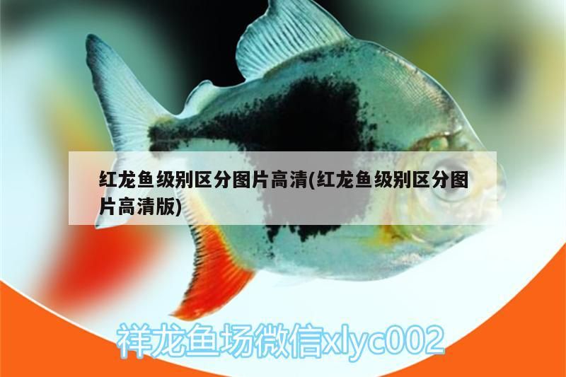 紅龍魚級別區分圖片高清(紅龍魚級別區分圖片高清版)