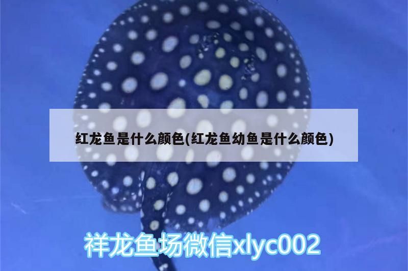 紅龍魚是什么顏色(紅龍魚幼魚是什么顏色) 紅龍魚是什么顏色(紅龍魚幼魚是什么顏色) 觀賞魚百科